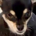 『本当にチワワ…？』…