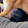 ソファに寝転んでい…