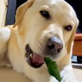 キュウリが好きすぎ…