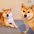 お風呂嫌いな犬に『…