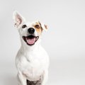 『犬が反応する言葉…