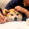 犬が『お父さんの勉…