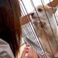 子犬が『家族の一員…