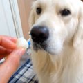 犬が梨を食べようと…