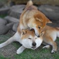 犬の『遊びと喧嘩』…