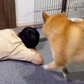 犬に『パパを起こし…