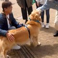 犬が旅行で人に絡ん…