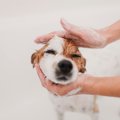 犬からすると『余計…
