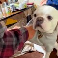 おじいちゃんとおば…