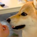 『高い声で"ア…