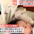 『不法侵入した犬、…
