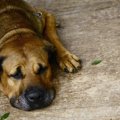 犬が苦しがってる時…