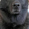 正面から犬の写真を…