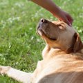 英国での調査〜犬を…