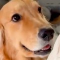 都合が悪くなった犬→…