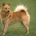 【獣医師監修】フィ…