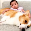 犬が赤ちゃんに寄り…