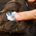 犬の肉球がひび割れ…