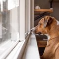 『留守番が苦手な犬…