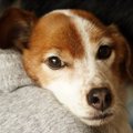 犬が急に甘えてくる４つの理由！実は、病気の可能性も？適切な対処法は？