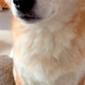 出張で海外へ行くた…