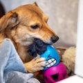 犬が『おもちゃに唸…