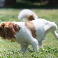 犬が人におしっこを…