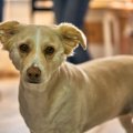 犬が『急に固まって…