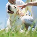 人が犬と暮らすと「…