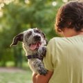 犬を抱っこ中に落と…