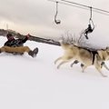シベリア生まれの大…