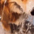 『シャンプーする』…