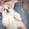 犬が飼い主の『ひざ…