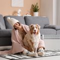 犬が『耐えられる寒…