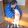 『超犬好きのおばあ…