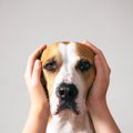 犬に苦痛を与える『…