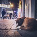 犬が『迷子』になっ…