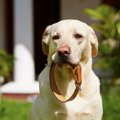 犬にやってはいけな…