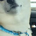 車の助手席に座る犬…