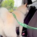 犬と別々で散歩に出…