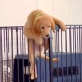 大型犬の子犬をケー…