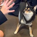 犬のテンションが上…