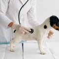 犬の慢性消化器疾患…