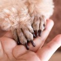 犬に『お手』を教え…
