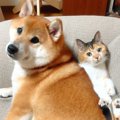 『仲が悪い犬と猫』…