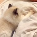 一時的に猫を預かる…