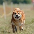 犬が『ヒコーキ耳』…