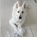 大型犬が『今から叱…