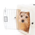 犬に『ハウス』を覚…