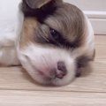 子犬がいじけてしま…